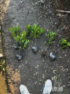 高度40厘米海桐小苗