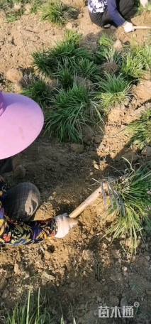 高度25厘米麦冬