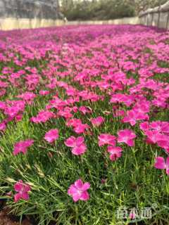 高度10厘米欧石竹