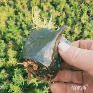 高度10厘米芝樱