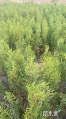 高度150厘米侧柏