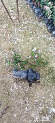 主蔓长20厘米花叶络石