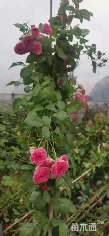 200厘米藤本月季