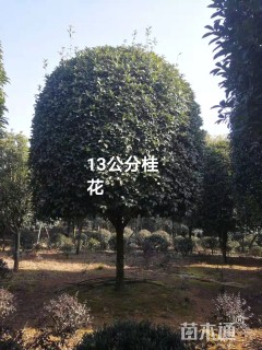 13公分桂花