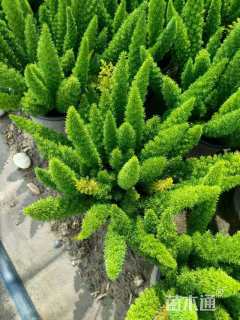 高度40厘米狐尾天门冬