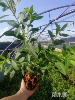 高度38厘米杜鹃