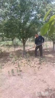 18公分亚当海棠