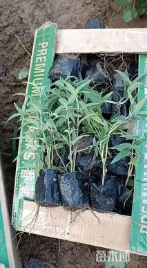 高度20厘米墨西哥鼠尾草