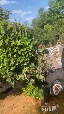 高度120厘米茶花