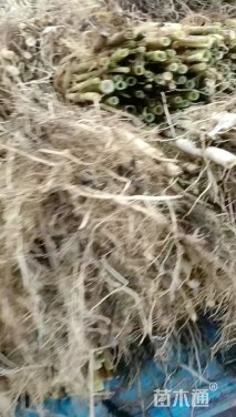 高度30厘米芦苇