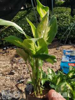 高度15厘米万年青