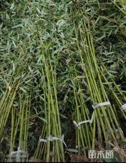 1公分竹子