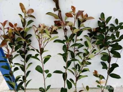 0.5公分红叶石楠