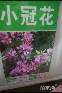 小冠花种子