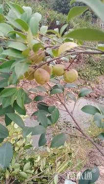 高度80厘米油茶