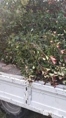 高度200厘米红叶石楠柱