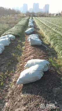 高度25厘米麦冬