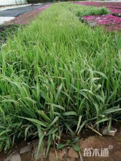 高度20厘米玉带草