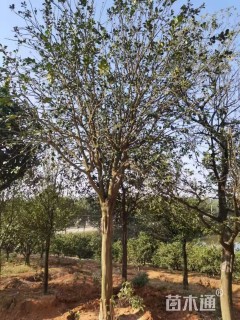 16公分柚子树
