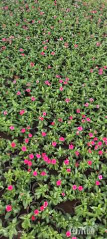 高度15厘米长春花