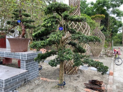 120厘米造型罗汉松