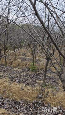 6公分加拿大紫荆