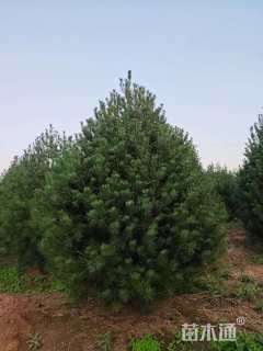 高度400厘米白皮松