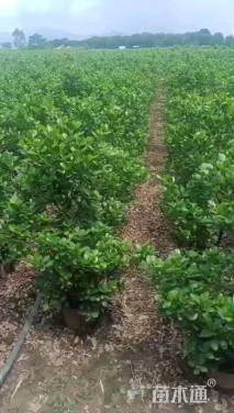 高度120厘米火山榕