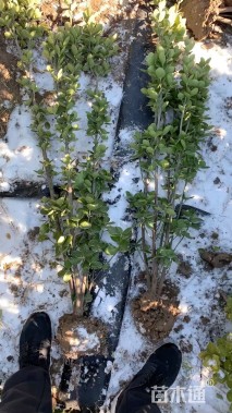 高度120厘米北海道黄杨