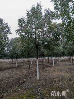 10公分大叶女贞