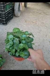 高度30厘米铜钱草