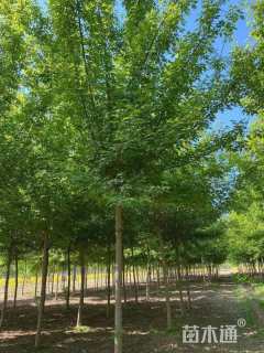 15公分复叶槭