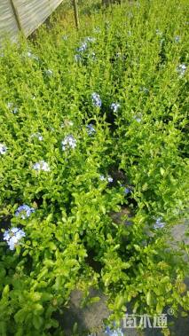 高度50厘米蓝雪花