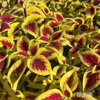 高度40厘米彩叶草