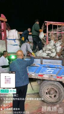 高度40厘米砂生槐