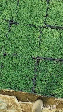 高度5厘米中华景天