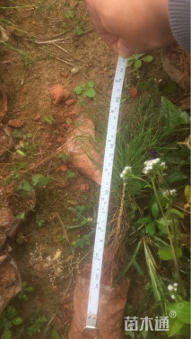 高度20厘米马尾松