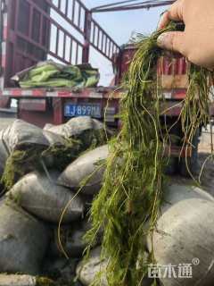 高度60厘米狐尾藻