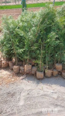 高度150厘米侧柏小苗
