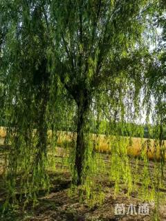 25公分嫁接垂柳