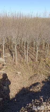 高度250厘米樱花小苗