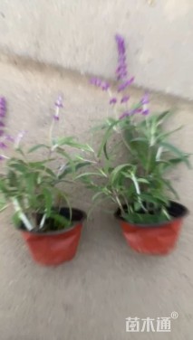 高度25厘米墨西哥鼠尾草