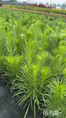 高度50厘米蛇鞭菊