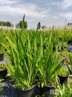 高度50厘米火星花