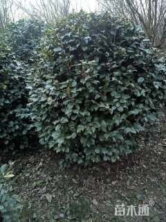 冠幅150厘米山茶花球