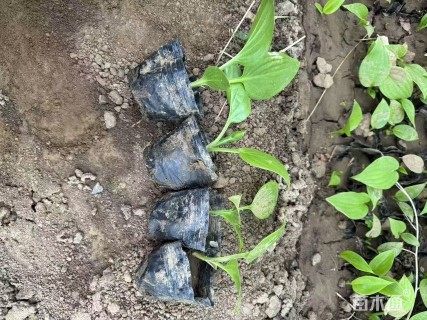 高度12厘米玉簪