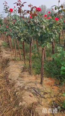 高度130厘米月季