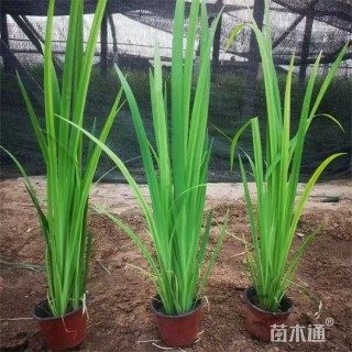 高度50厘米水生鸢尾