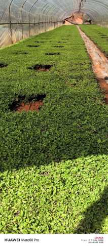 高度10厘米姬岩垂草