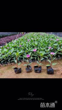 高度25厘米长春花